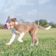 KONG PUPPY TEETHING STICK - gryzak masujący dziąsła dla szczeniąt