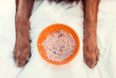 lickimat-wobble-pomarańczowa