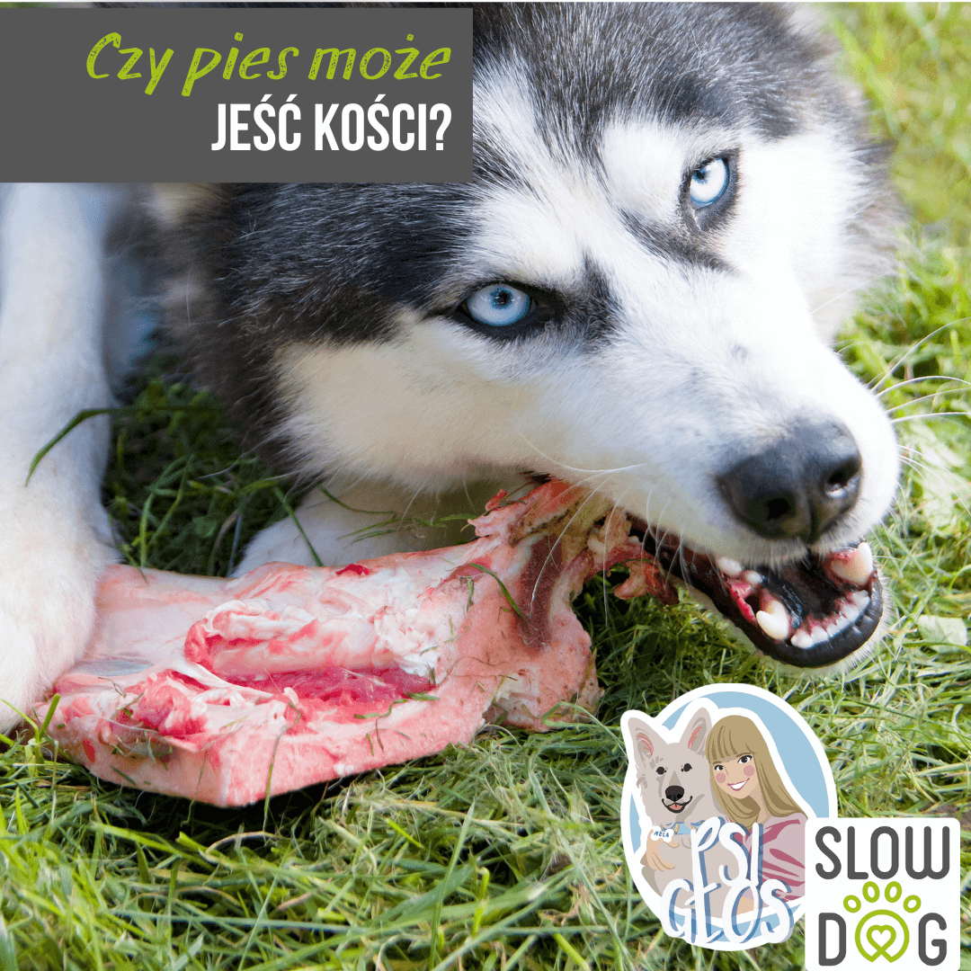 Czy pies może jeść kości?