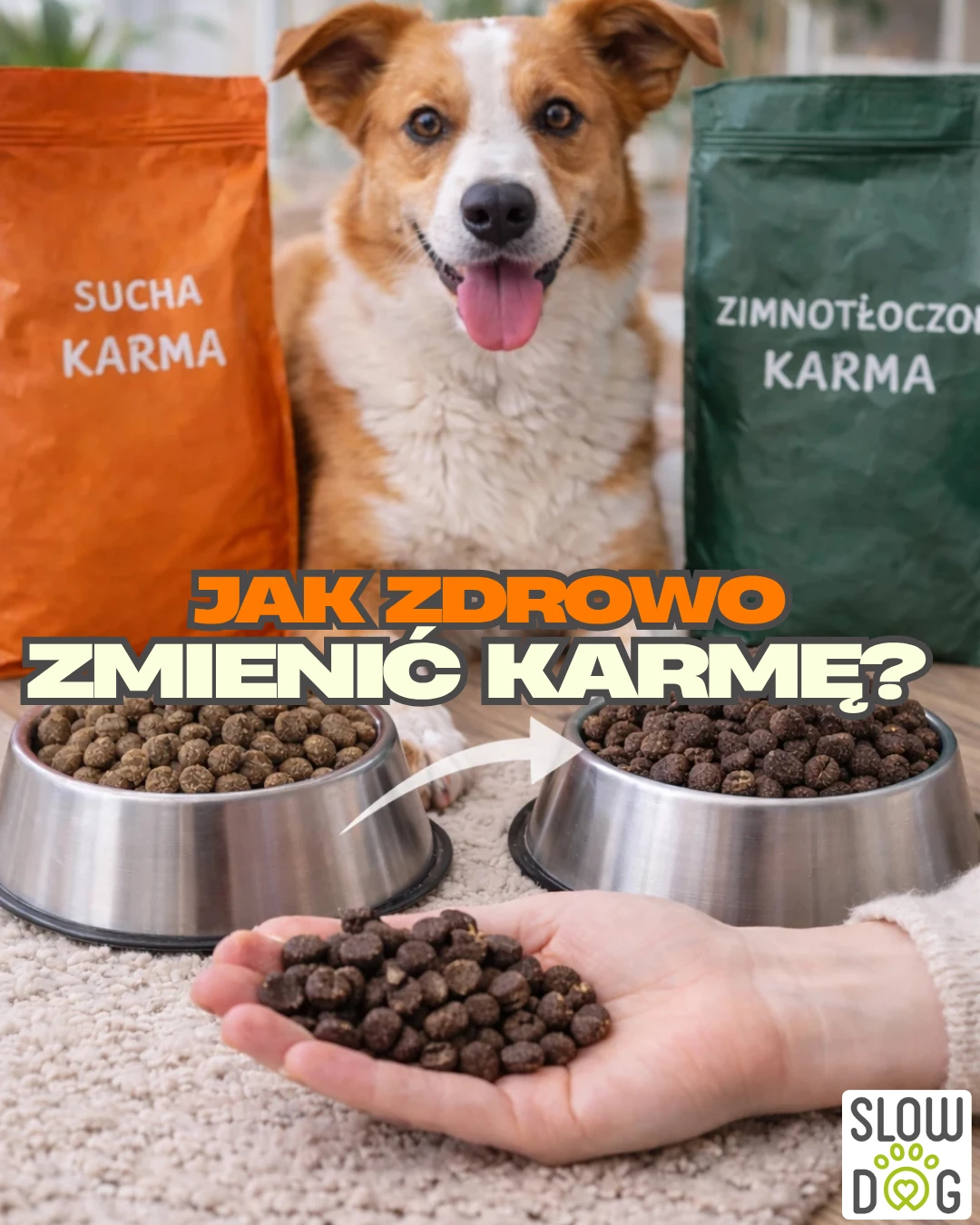 Jak przejść z karmy suchej na zimnotłoczoną?